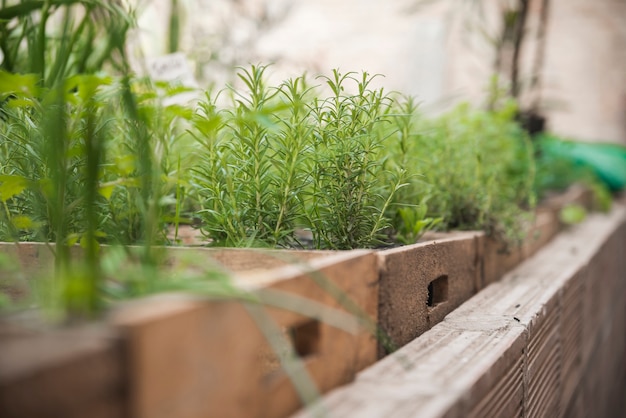 Foto gratuita plantas frescas que crecen en invernadero