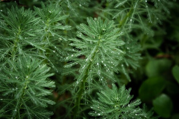 Plantas con gotas de lluvia closeup