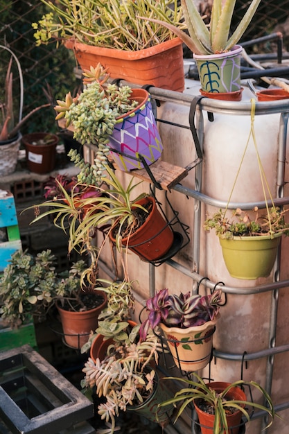 Plantas hermosas frescas en el pote pintado que cuelga en la verja