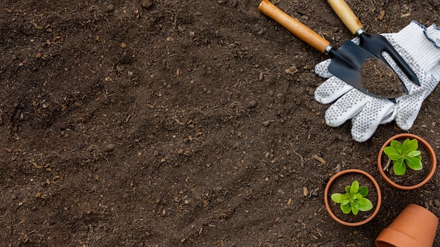 Foto gratuita plantas herramientas de jardinería cerrar