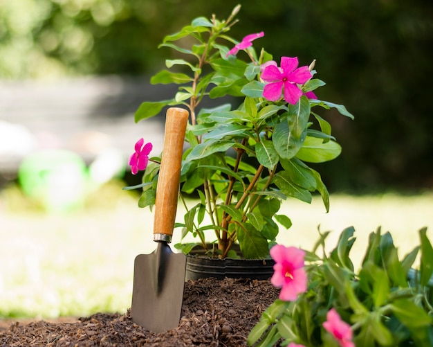 Foto gratuita plantas herramientas de jardinería cerrar