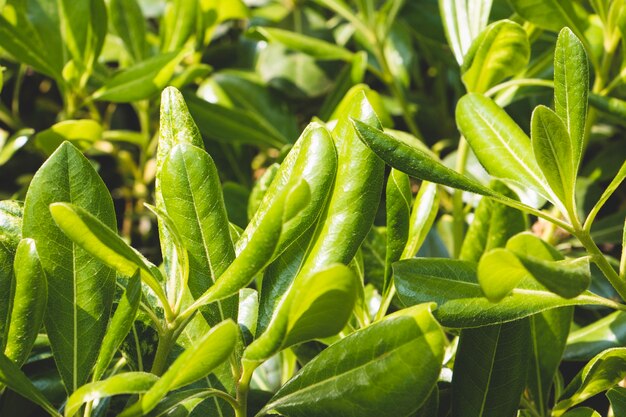 Plantas con hojas verdes