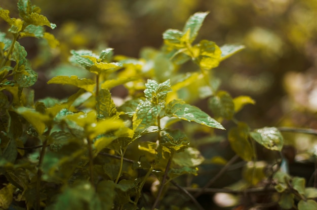 Foto gratuita plantas y hojas