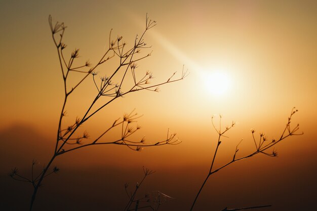 Plantas durante una impresionante puesta de sol