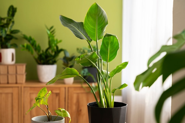 Foto gratuita plantas de interior en el estudio