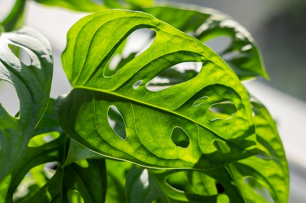 Foto gratuita plantas de interior en el estudio