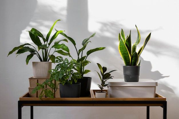 Foto gratuita plantas de interior en el estudio