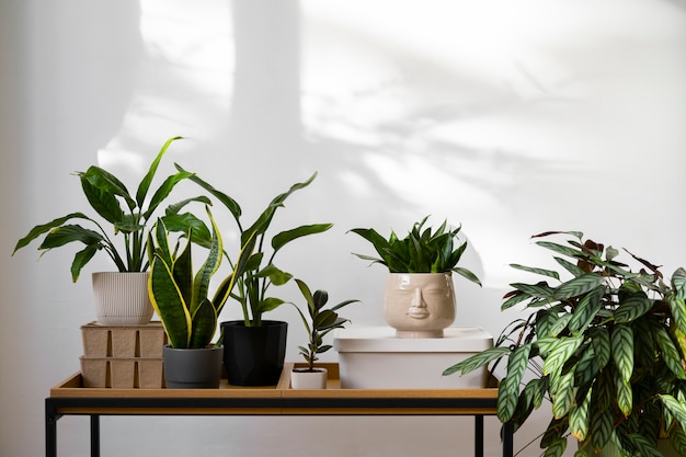 Foto gratuita plantas de interior en el estudio