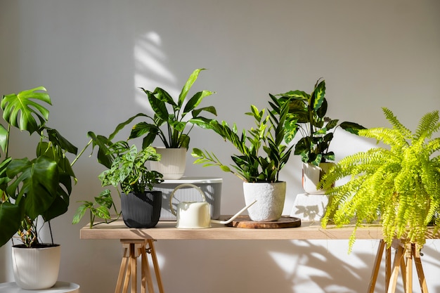 Foto gratuita plantas de interior en el estudio