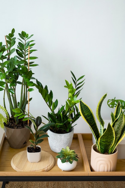 Foto gratuita plantas de interior en el estudio