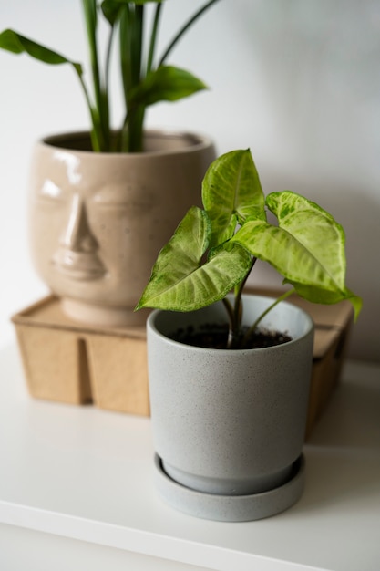 Foto gratuita plantas de interior en el estudio