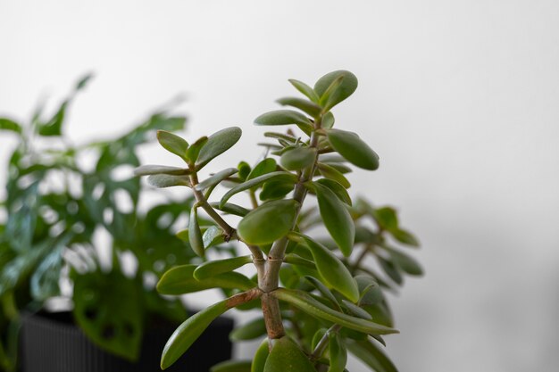 Plantas de interior en el estudio