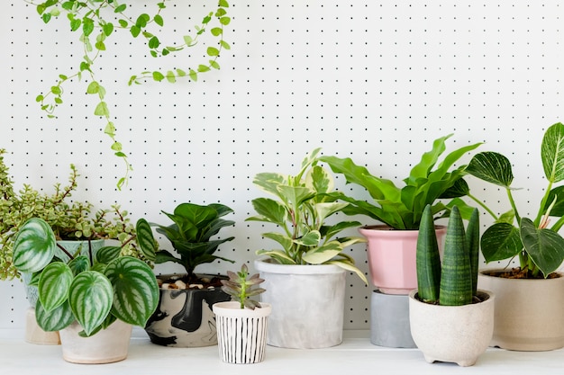 Plantas de interior en macetas populares en fondo blanco