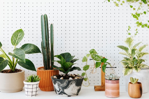 Plantas de interior en macetas sobre la mesa en fondo blanco.