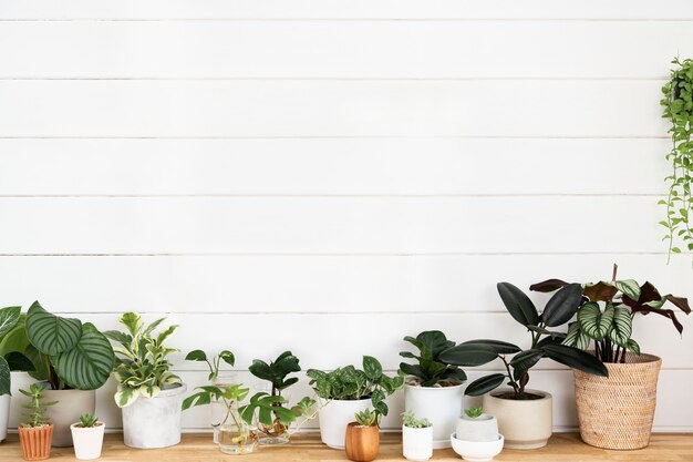 Plantas de interior con pared de madera blanca en blanco