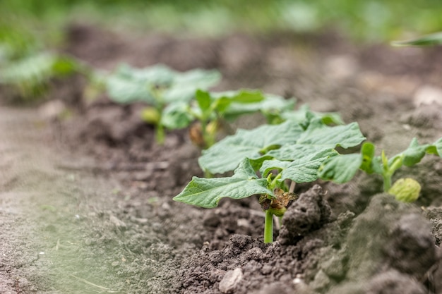 Plantas de jardín orgánicas de primer plano