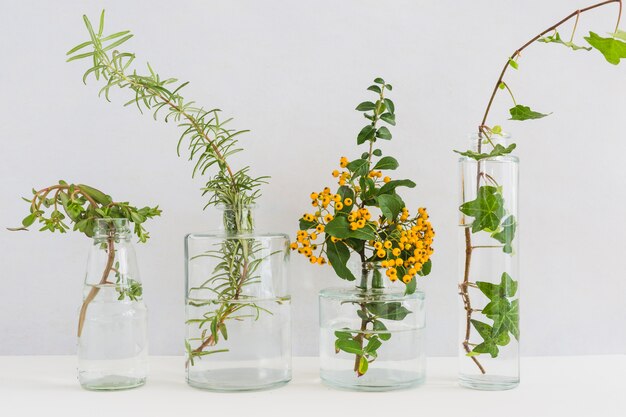Plantas en jarrón transparente sobre escritorio contra fondo blanco