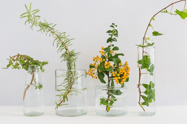 Plantas en jarrón transparente sobre escritorio contra fondo blanco