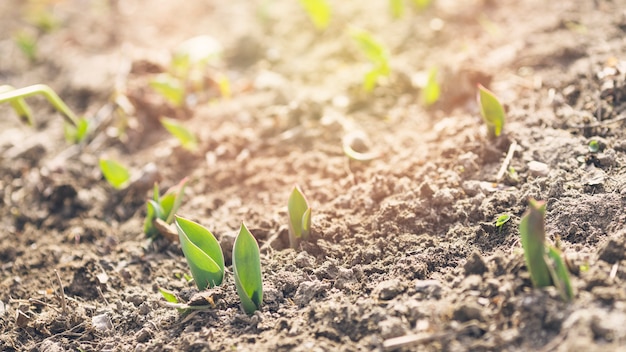 Plantas jóvenes en tierra