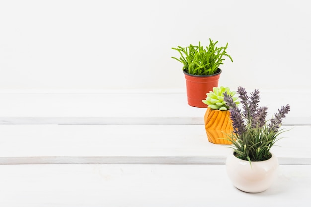 Plantas en maceta en la mesa