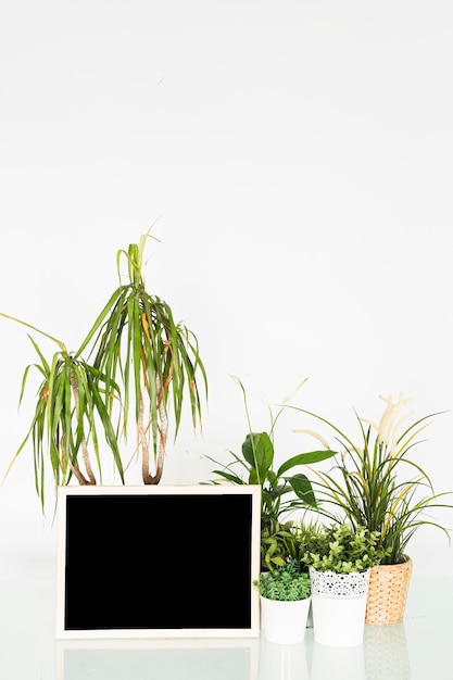 Plantas en maceta con pizarra en blanco en el escritorio