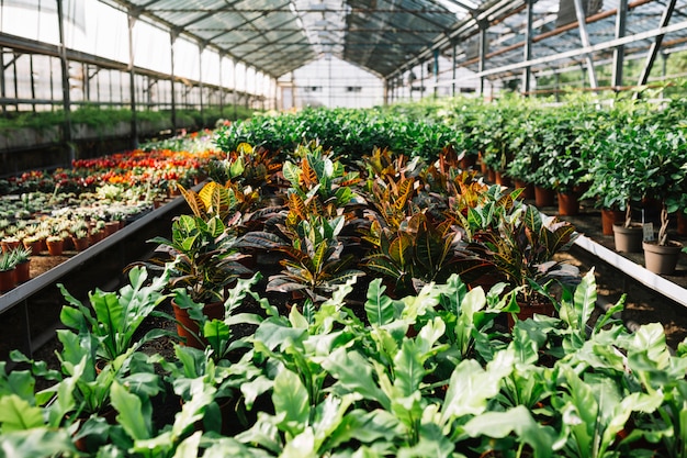 Plantas en maceta que crecen en invernadero