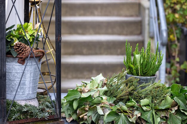 Plantas en macetas sobre un fondo borroso en el patio fondo borroso