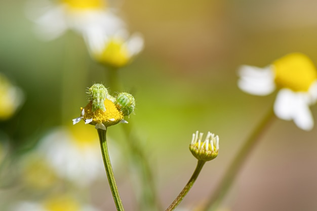 Plantas de manzanilla amarilla blanca florecen pradera de cerca