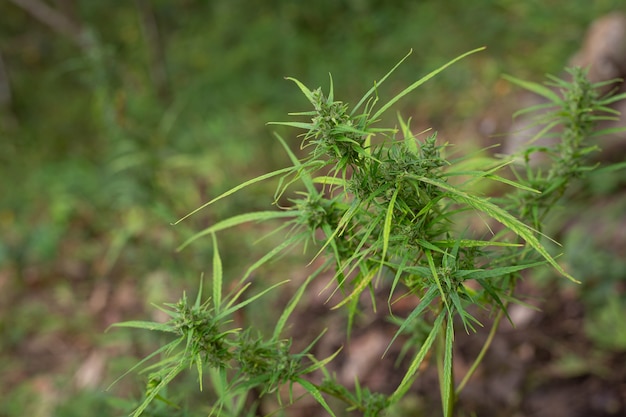 plantas de marihuana que crecen en la naturaleza.