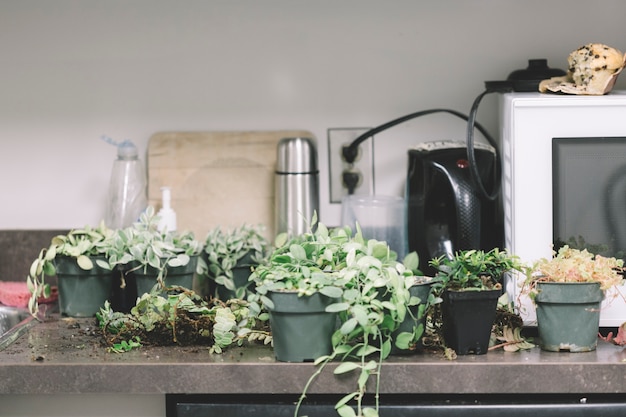 Plantas en la mesa de la cocina