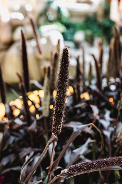 Plantas en la naturaleza