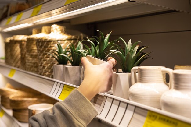 Foto gratuita plantas ornamentales de primer plano para la decoración del hogar en mano femenina en un escaparate