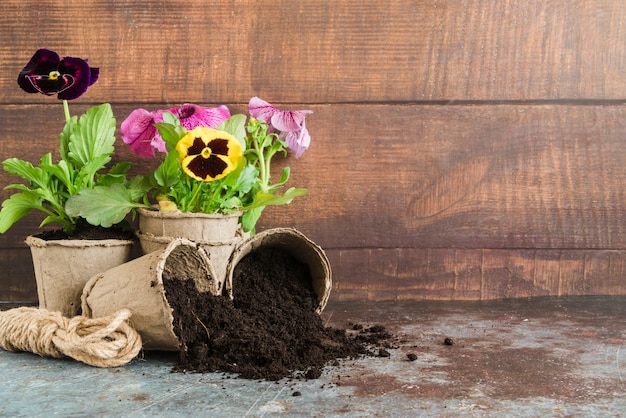 Plantas de pensamiento plantadas en las macetas de turba contra una pared de madera en un escritorio de concreto