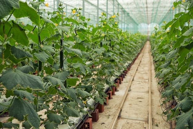 Plantas de pepino que crecen en un invernadero con camino estrecho para caminar.