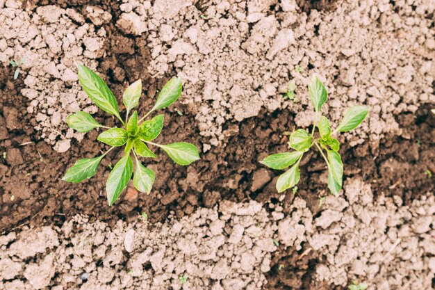 Plantas de primer plano en suelo húmedo