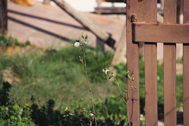 Plantas y puerta