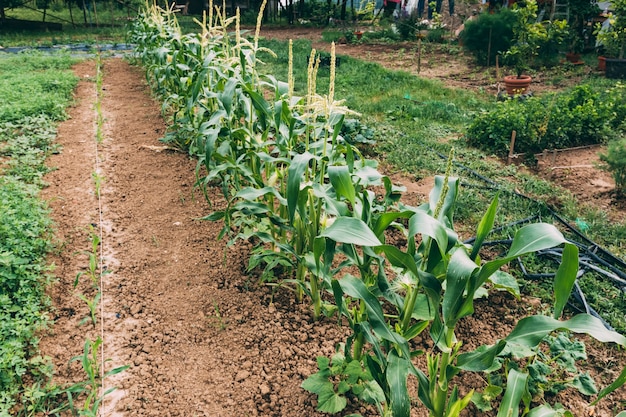 Plantas que crecen en la granja