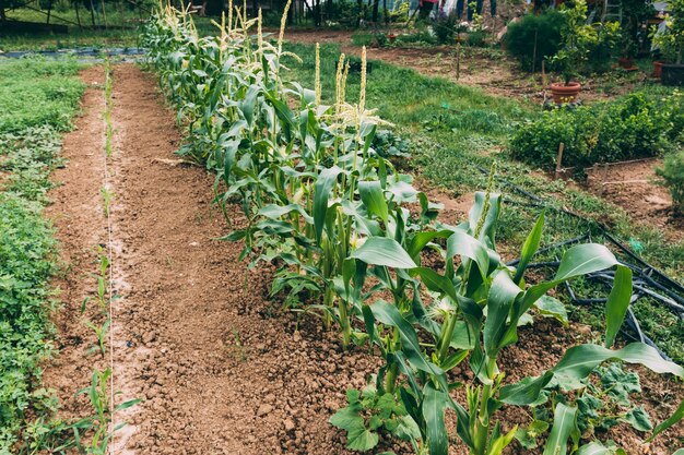 Plantas que crecen en la granja