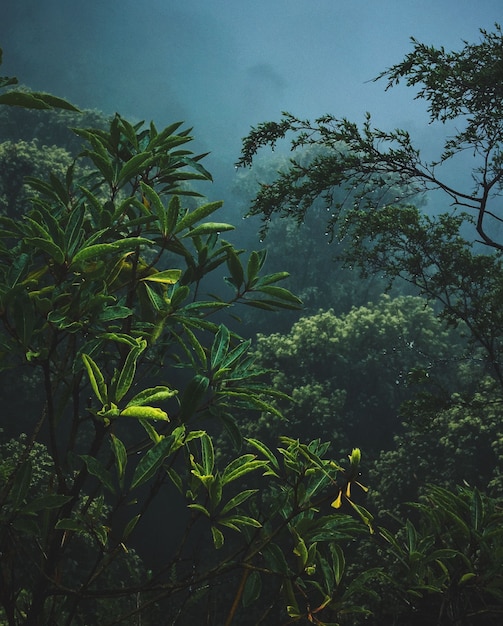 Plantas y ramas en la niebla