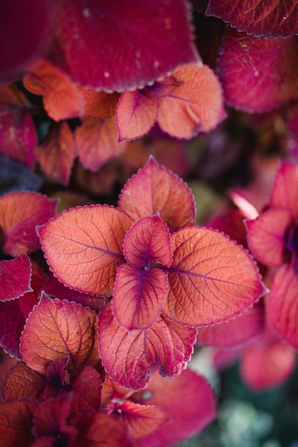 Plantas rojas