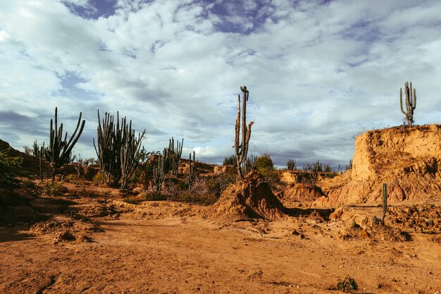 Plantas silvestres exóticas que crecen entre las rocas arenosas en el desierto de Tatacoa, Colombia