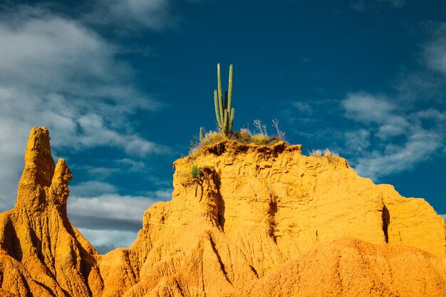 Plantas silvestres exóticas que crecen en las rocas en el desierto de Tatacoa, Colombia bajo el cielo azul