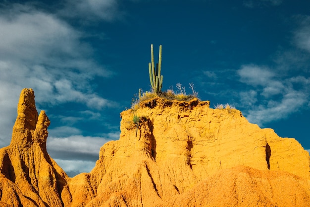 Plantas silvestres exóticas que crecen en las rocas en el desierto de Tatacoa, Colombia bajo el cielo azul