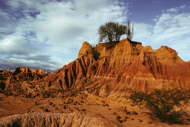 Plantas silvestres exóticas que crecen en las rocas en el desierto de Tatacoa, Colombia bajo el cielo azul