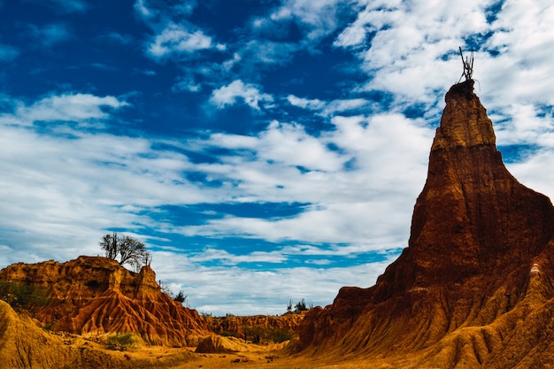 Plantas silvestres exóticas que crecen en las rocas rojas en el desierto de Tatacoa, Colombia