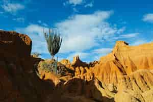 Foto gratuita plantas silvestres exóticas que crecen en las rocas rojas en el desierto de tatacoa, colombia