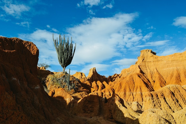 Plantas silvestres exóticas que crecen en las rocas rojas en el desierto de Tatacoa, Colombia