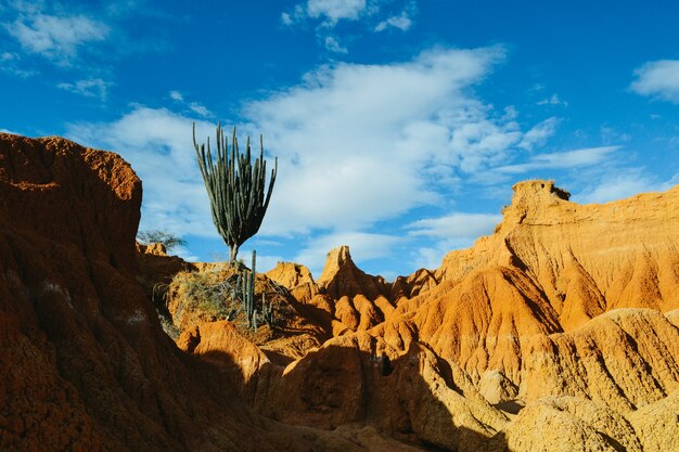 Plantas silvestres exóticas que crecen en las rocas rojas en el desierto de Tatacoa, Colombia