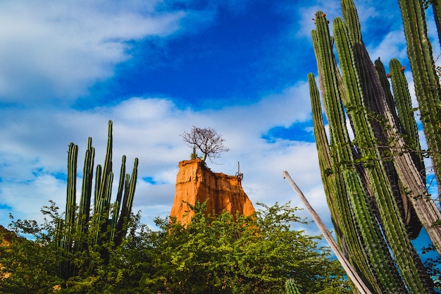 Plantas silvestres exóticas y una roca bajo el cielo nublado en el desierto de Tatacoa, Colombia