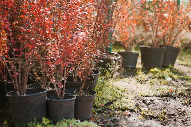 Plantas en sus macetas